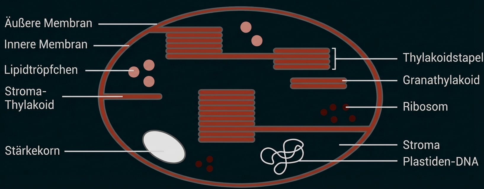 Querschnitt eines Chloroplasten mit Thylakoidstapeln, Stroma, Stärkekorn und Beschriftungen.